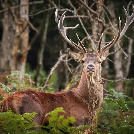 Casa Angela Las Fraguas