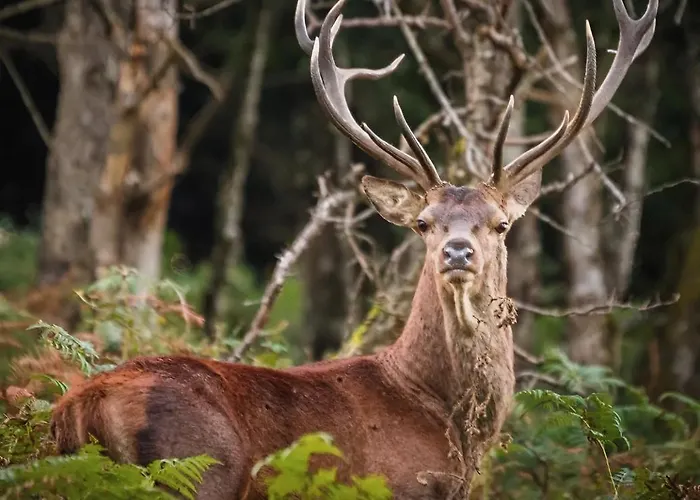Casa Angela Las Fraguas